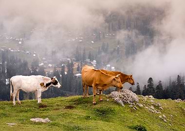 Mountain Cows
