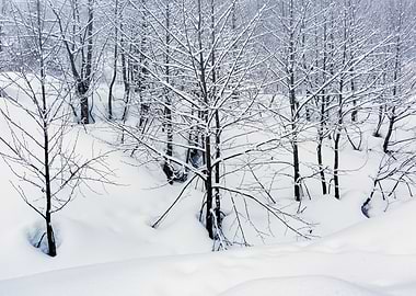 Winter Landscape