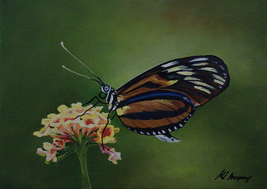 Butterfly on a flower