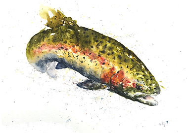 Rainbow Trout
