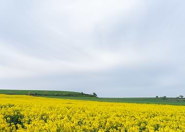 Field of yellow flowers