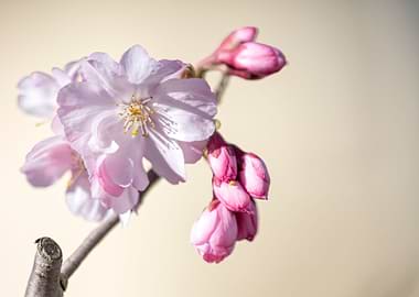pink flower on the tree