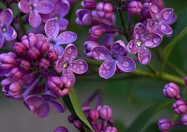 Purple Lilac Blossom