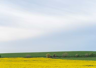 Field of yellow flowers