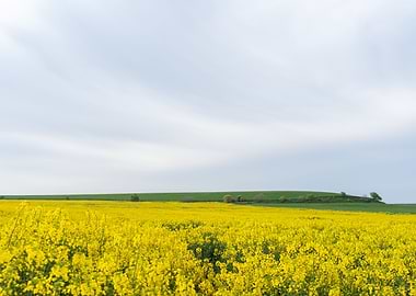 Field of yellow flowers
