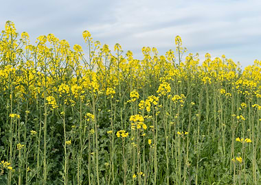 Field of yellow flowers