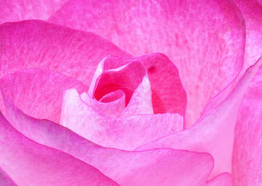 Pink Suede Rose