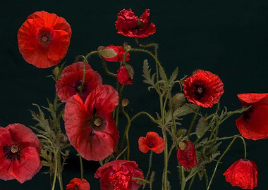 Red Poppies On Black