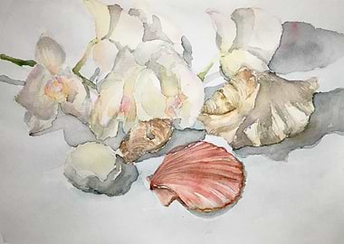 Orchids and Seashells