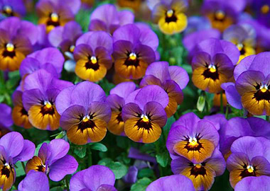 Pansy Blossom