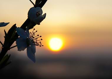 Flower at Sunrise