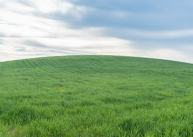 Green grass hill