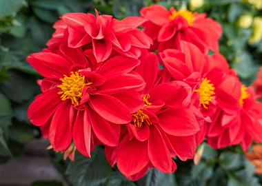 red dahlia in the garden