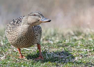 cute duck rest on meadow