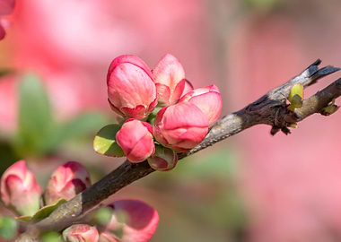 pink flower on the tree