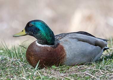 cute duck rest on meadow