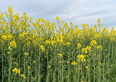 Field of yellow flowers