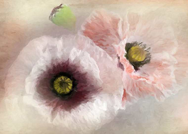Pastel Poppies Haze