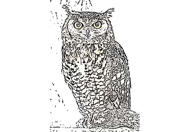 Owl