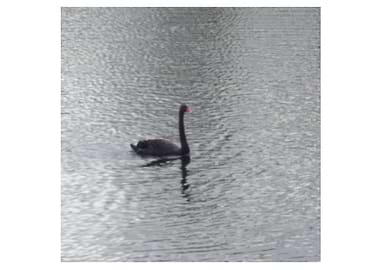 black swan