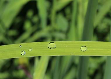 Dew Drops