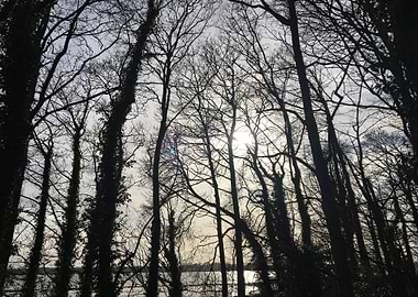 Trees on the foreshore