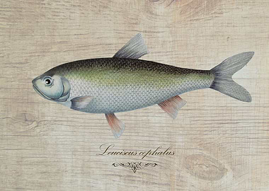 Leuciscus cephalus fish