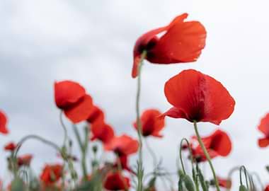 Poppies