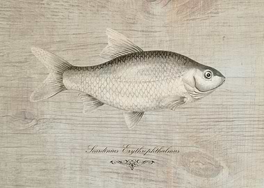 Fish vintage style