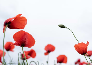 Poppies