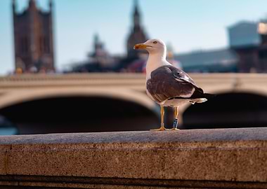 Observations x London