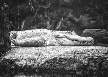 Basking in the Silence