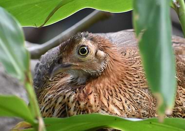 Spotted Nothura Stare