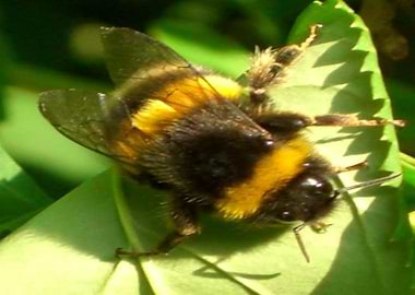 Bee