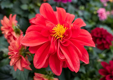 red dahlia in the garden