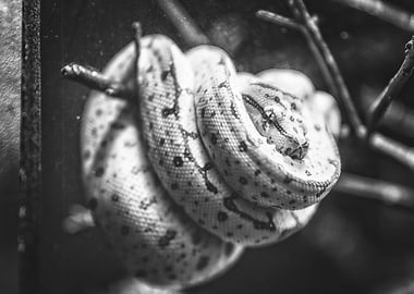 Curled Up in the Corner