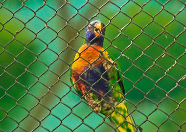 caged parrot
