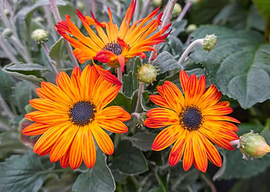 orange gerbera daisy