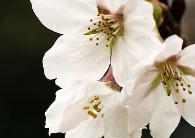 White Cherry Blossoms