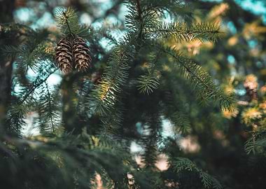 Pinecone
