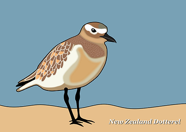 New Zealand Dotterel