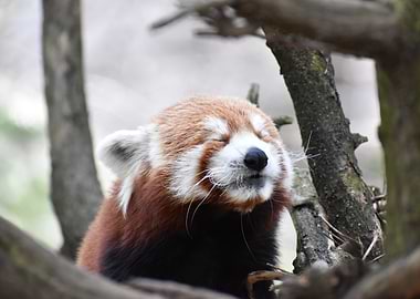 Happy Red Panda