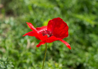 Red Poppy Flower