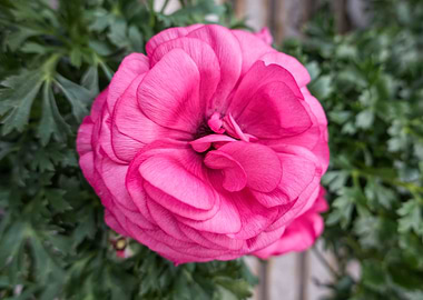 pink peonia flower