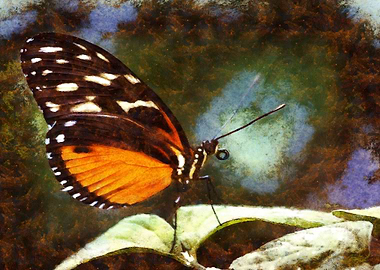 Orange Butterfly