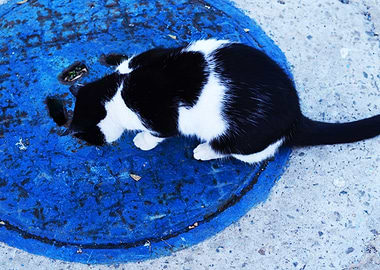 The Blue circle Cat