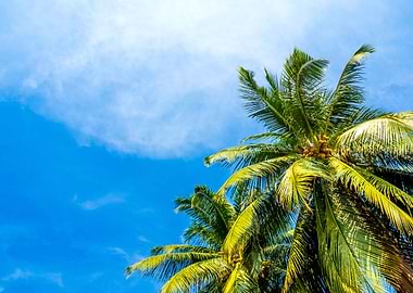 Coconut tree on beach
