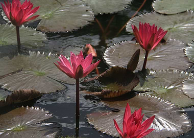 Red Lotus Flowers On Pond