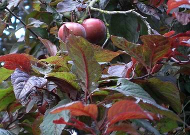 Autumn Fruit
