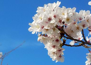 Japanese Cherry Sakura